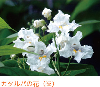 カタルバの花